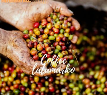 Brazilian Arabica Coffee Bean