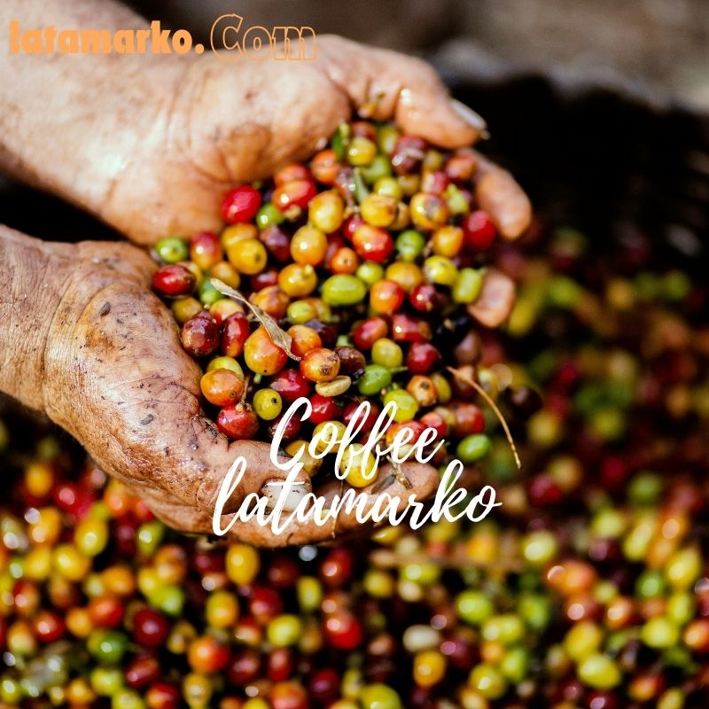Brazilian Arabica Coffee Bean