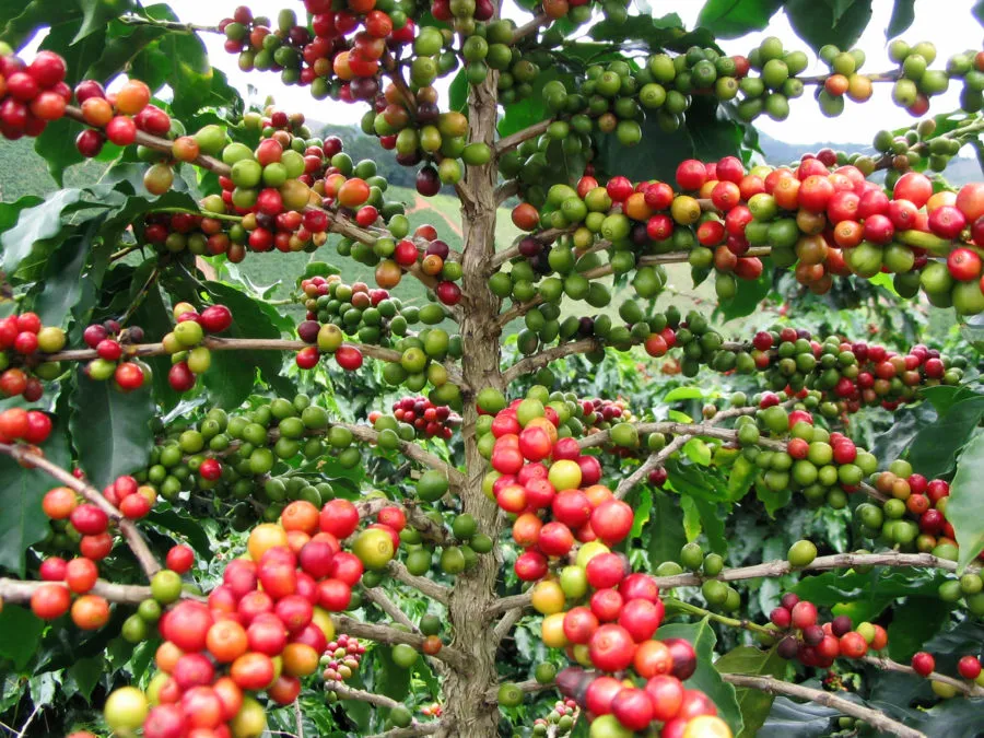 Uganda Bugisu Flavor Notes Explained