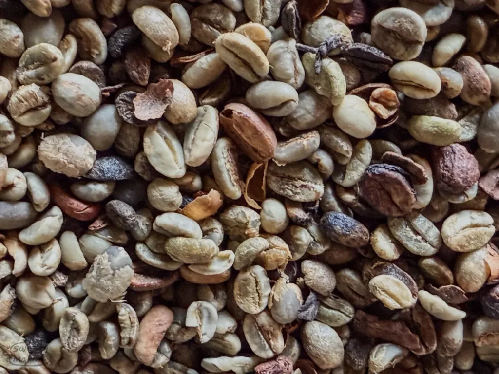 How Uganda Coffee Beans Are Graded