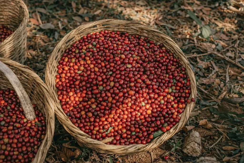 Uganda Bugisu Flavor Notes Explained