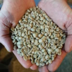 Green Coffee Prices & Buying Guide