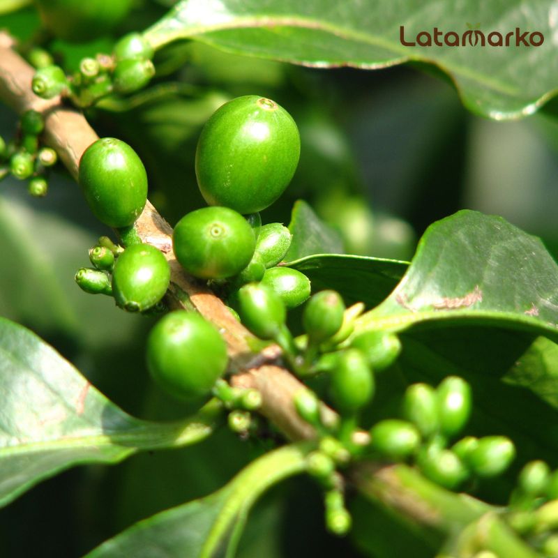 India Robusta Cherry AA Green Coffee Beans Supplier