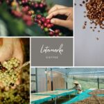 India Robusta Cherry AA Green Coffee Beans Supplier