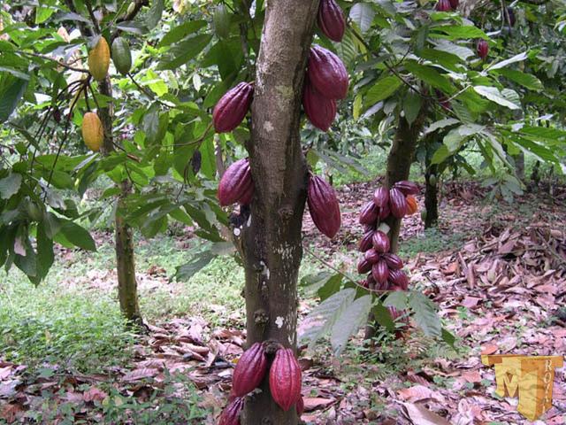 واردات اسانس خوراکی