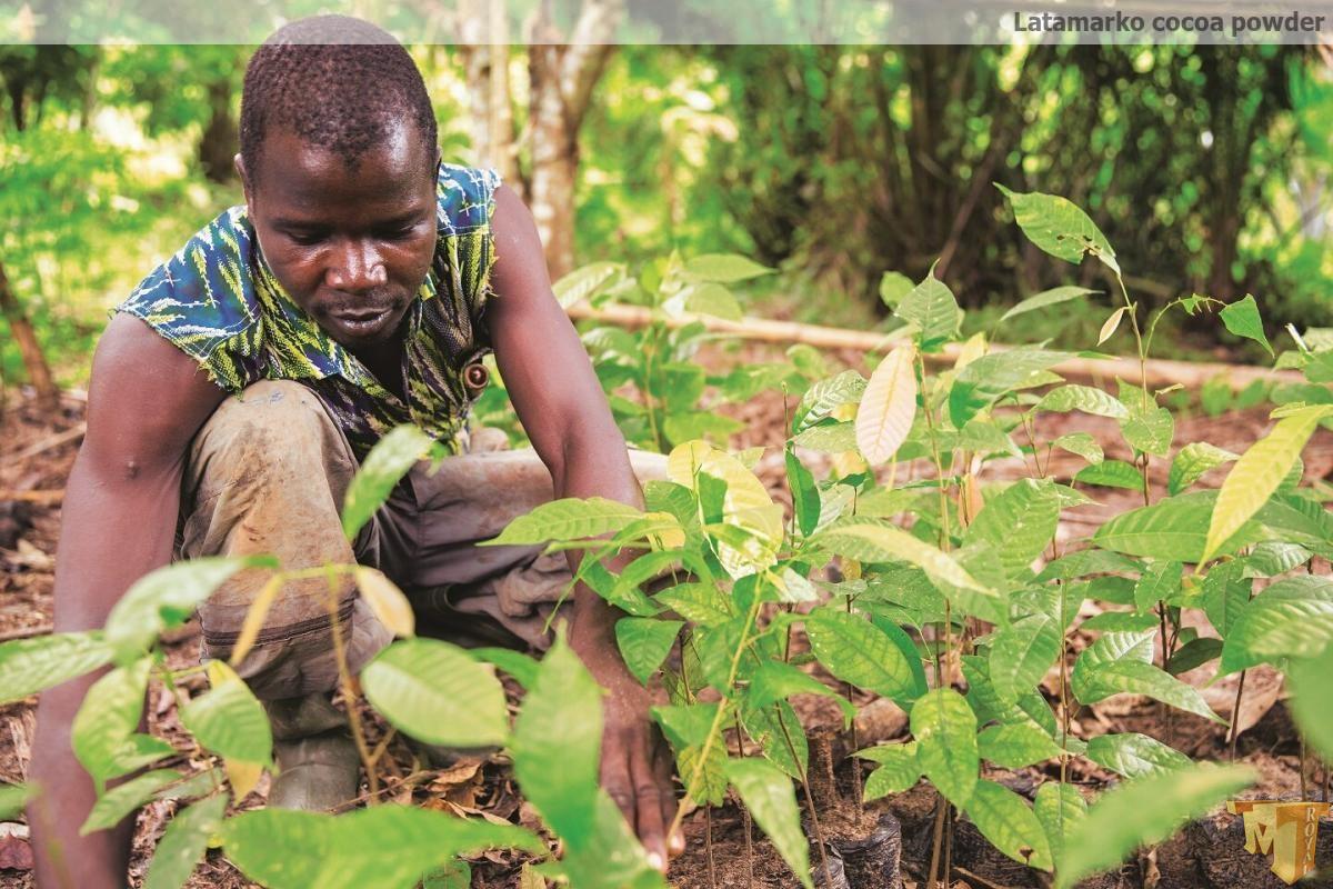 پودر کاکائو قلیایی شده