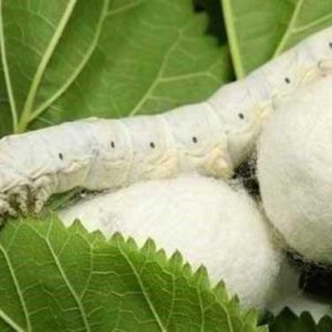ابریشم طبیعی ازبکستانی