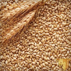واردات جو از روسیه