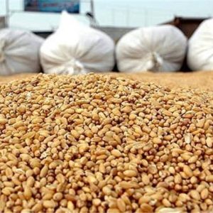 واردات ذرت دامی از روسیه