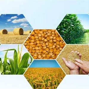 واردات مواد اولیه غذائی