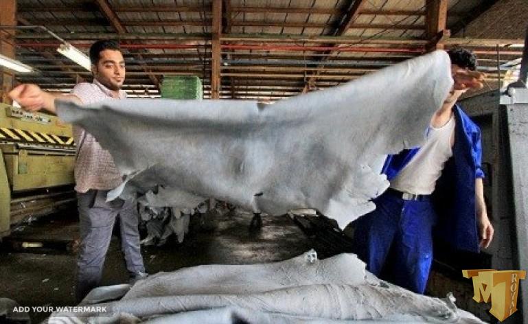 قیمت سالامبور در ترکیه