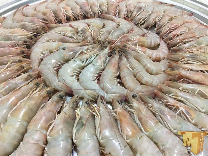 صادرات میگو به ترکیه