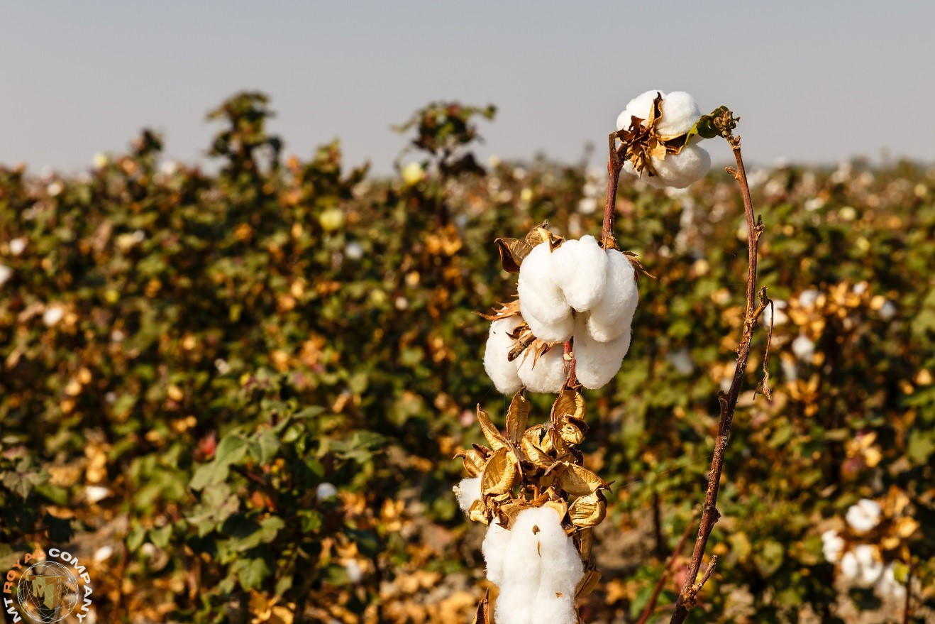 واردات پنبه از ازبکستان