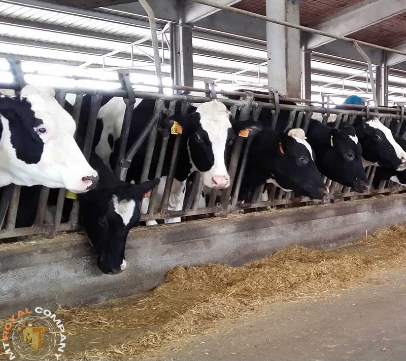 واردات گاو از هلند