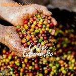 بهترین نوع قهوه برای لاغری