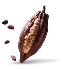 نقش پودر کاکائو آلکالایز در تولید شکلات و محصولات شیرینی‌پزی