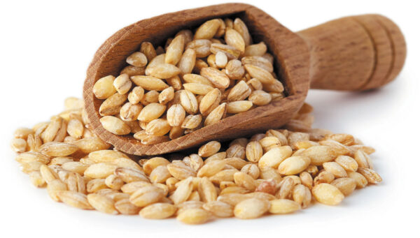 فروش پروتئین جو