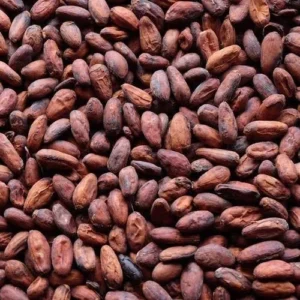 Wholesale of whole cocoa beans