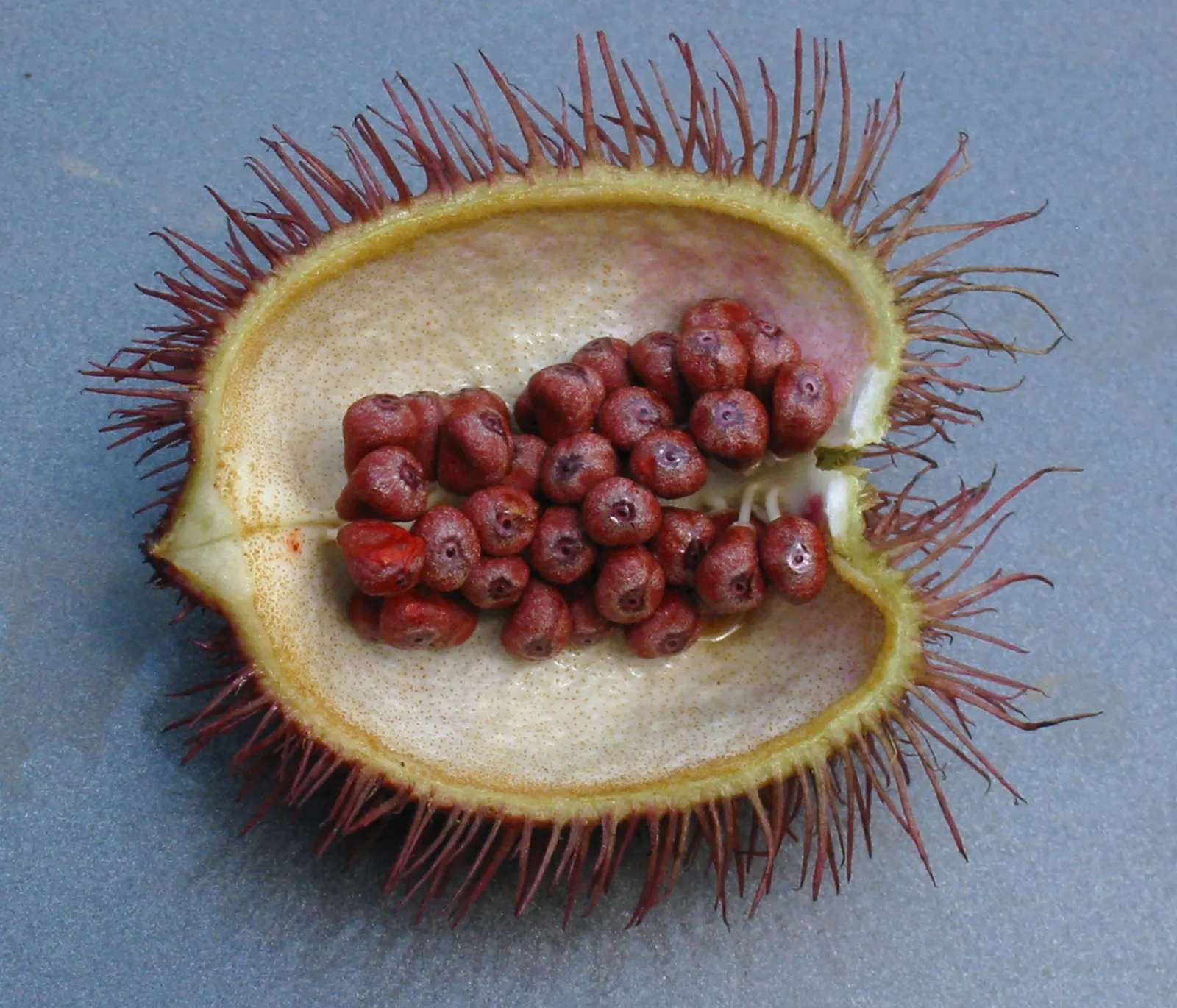 Annatto