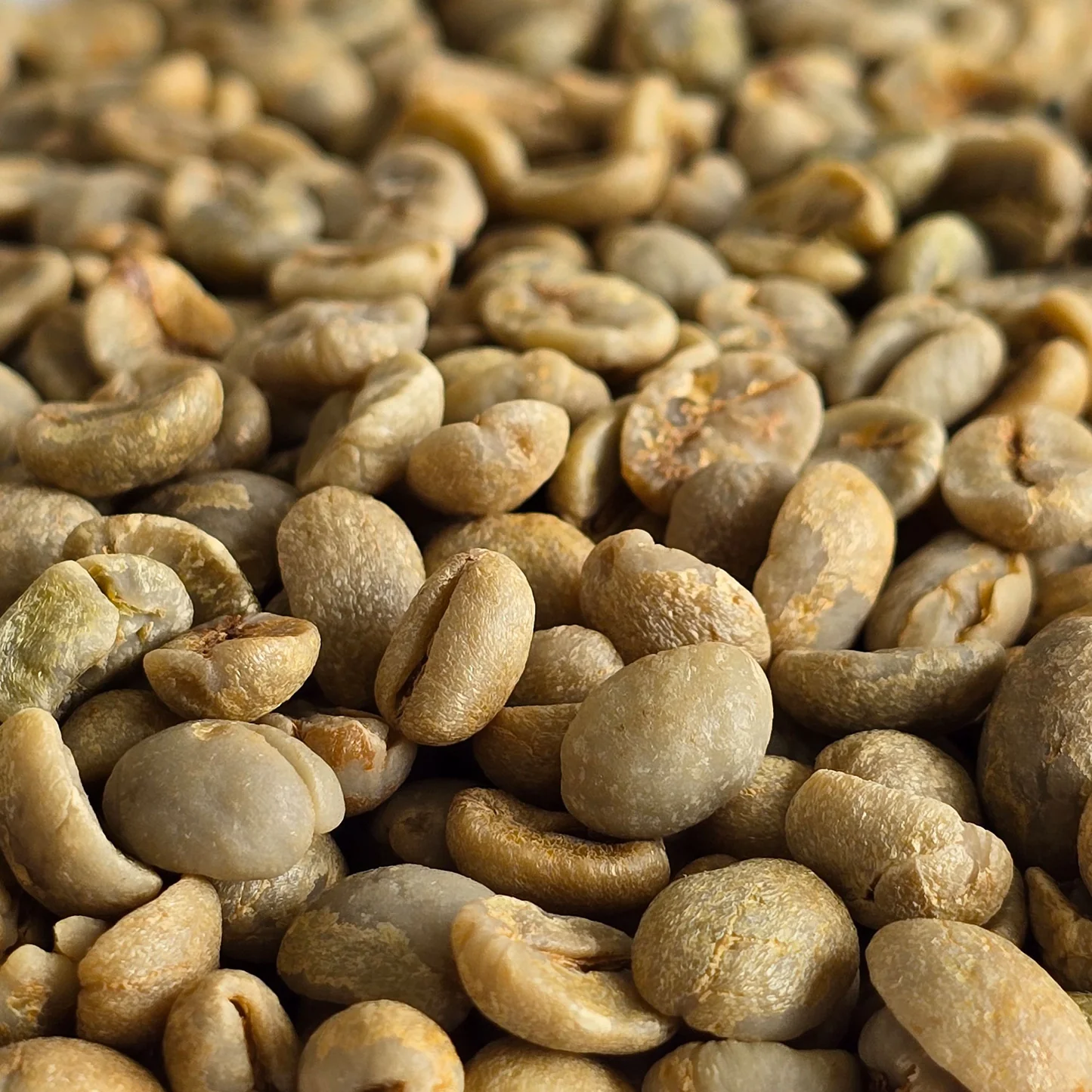 Brazilian Cerrado coffee supplier for coffee factories
