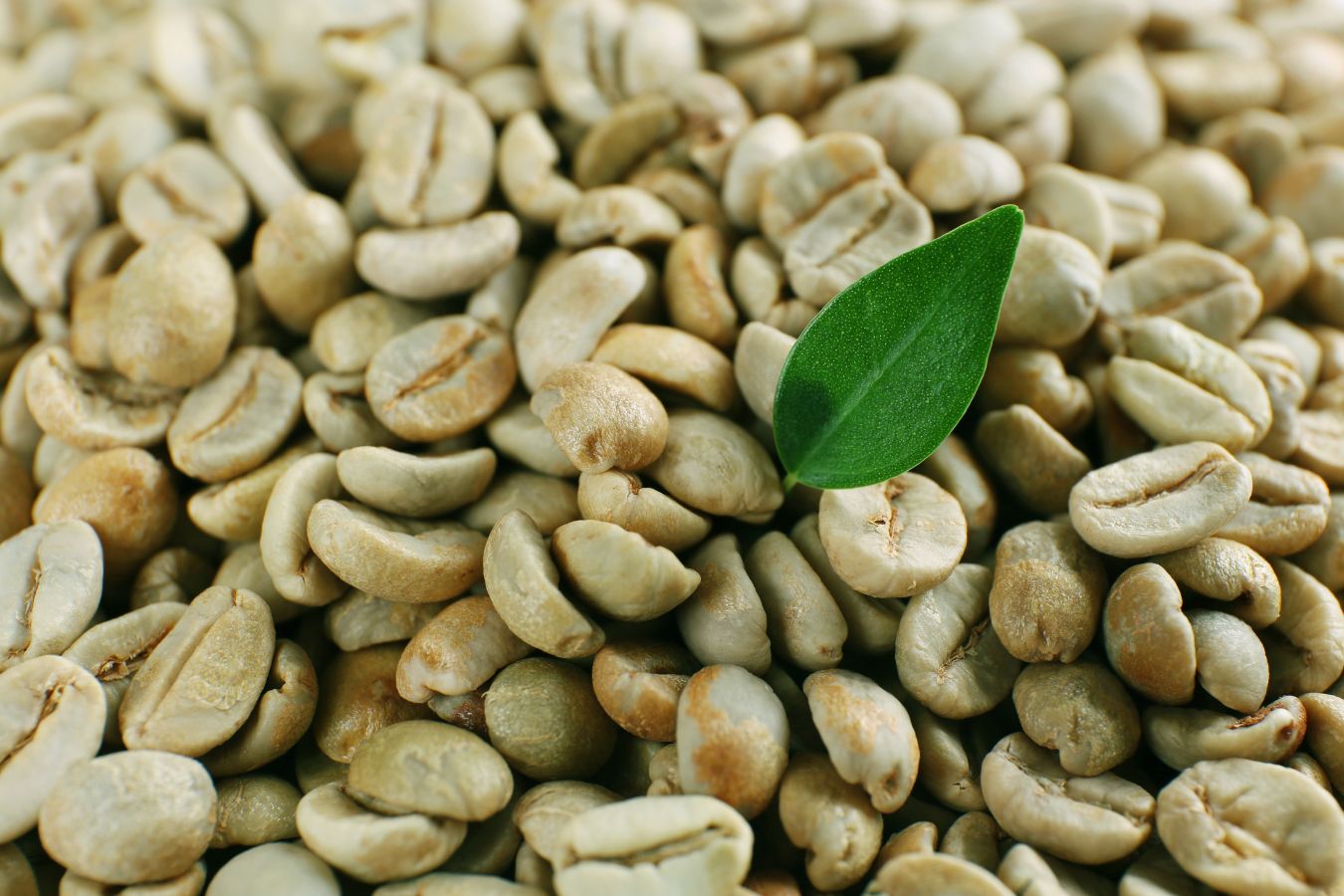 Buying green coffee for roasting
