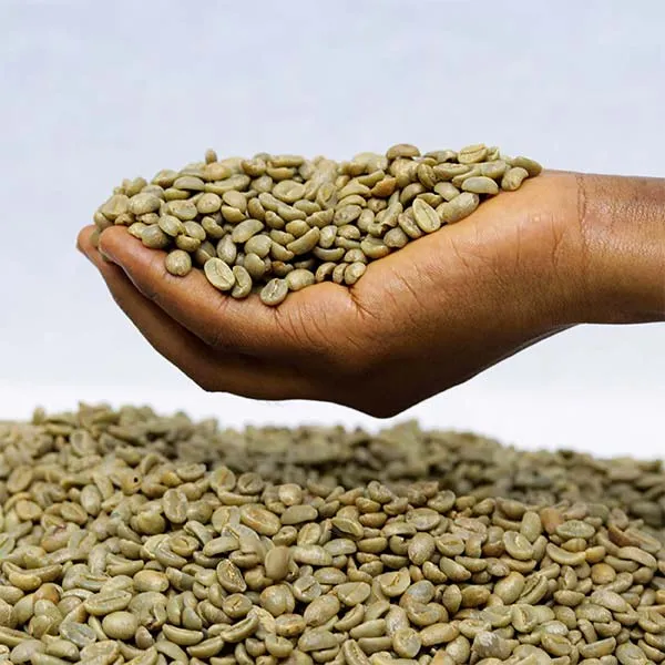 Green Arabica beans suitable for premium coffee brands