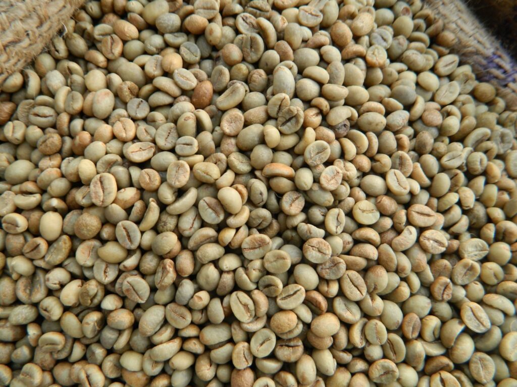 Robusta Vietnam