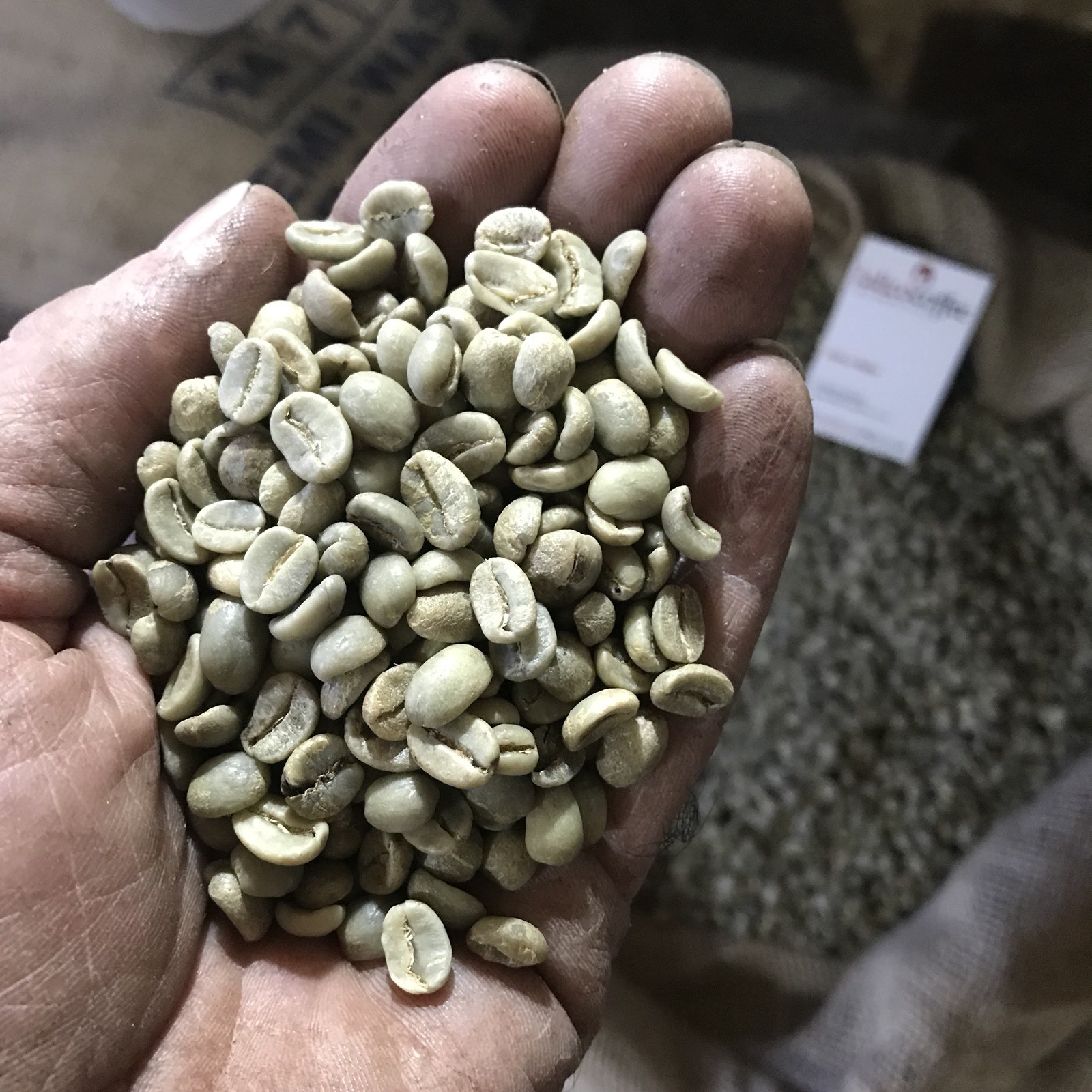 Arabica green coffee