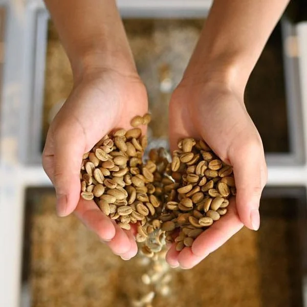 Buy green coffee Arabica Colombia Huila