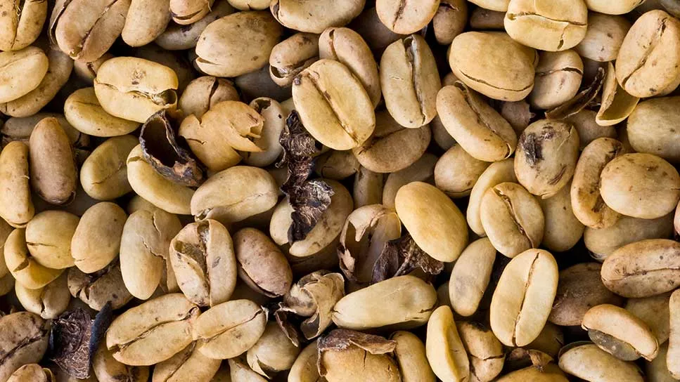 Green Arabica coffee