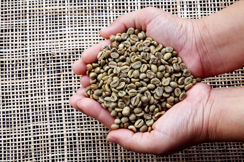 Robusta PB Green Coffee India