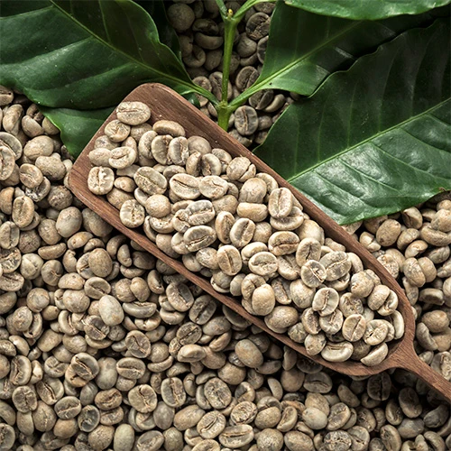 Vietnam Robusta Green Coffee