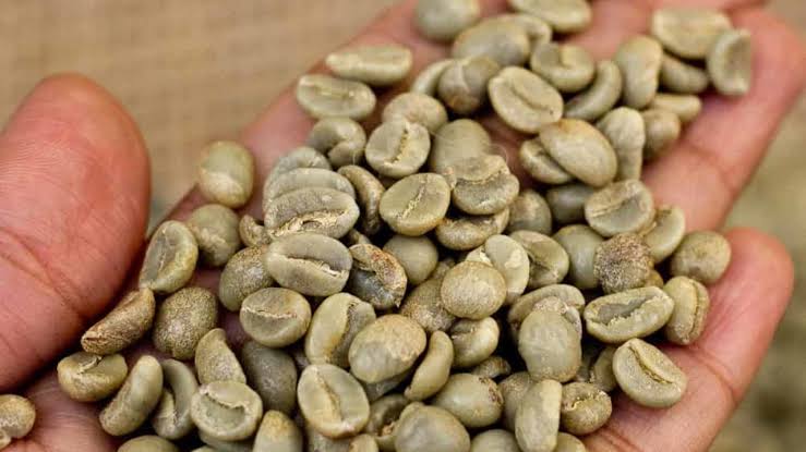 Mexican Robusta Green Coffee