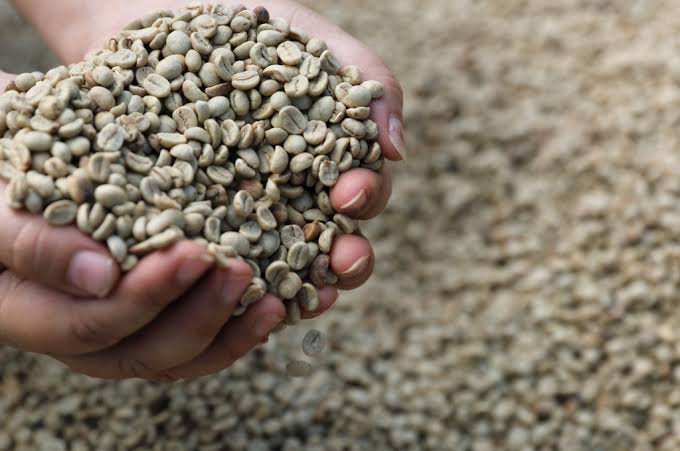 Green Arabica coffee