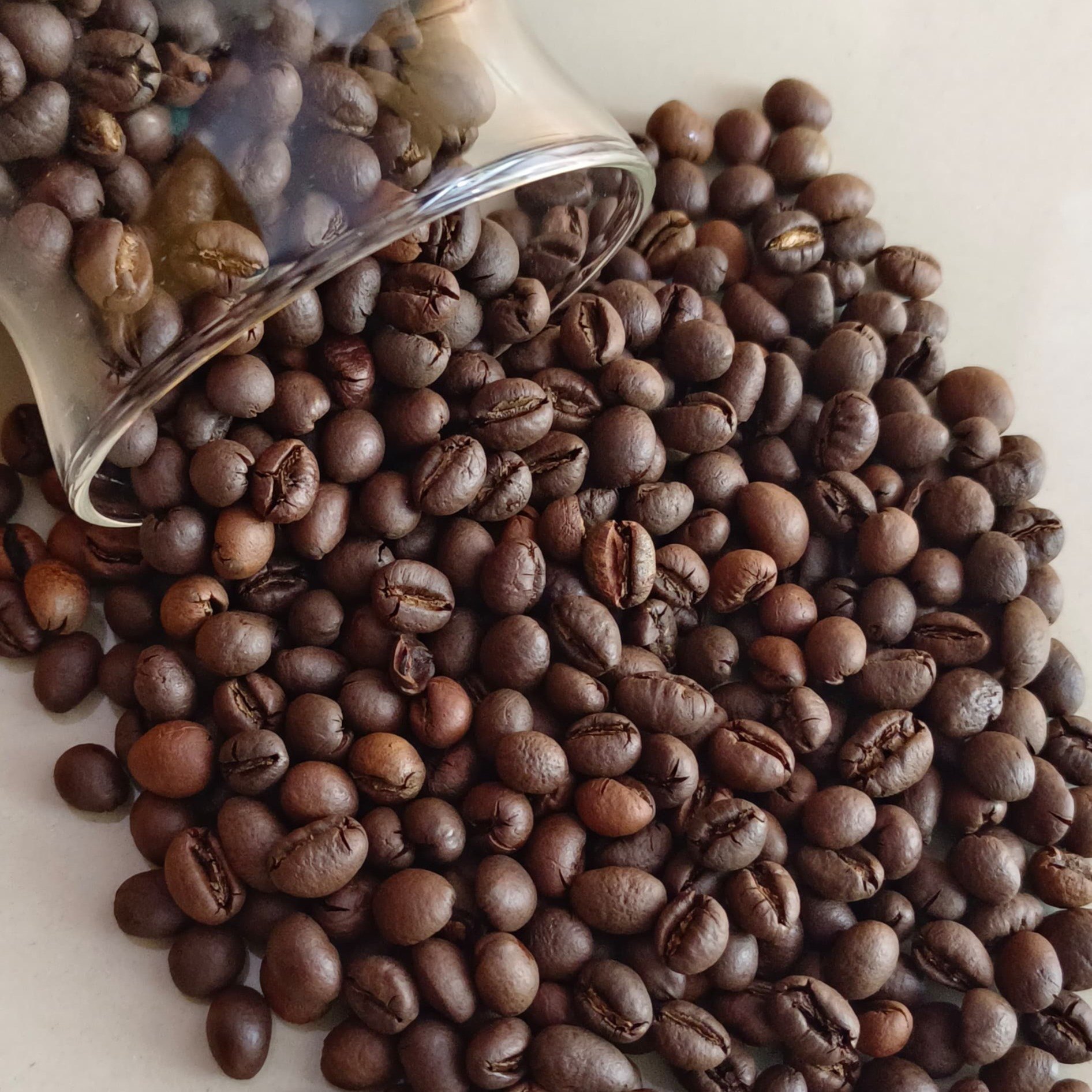 Robusta Ghana Green Coffee