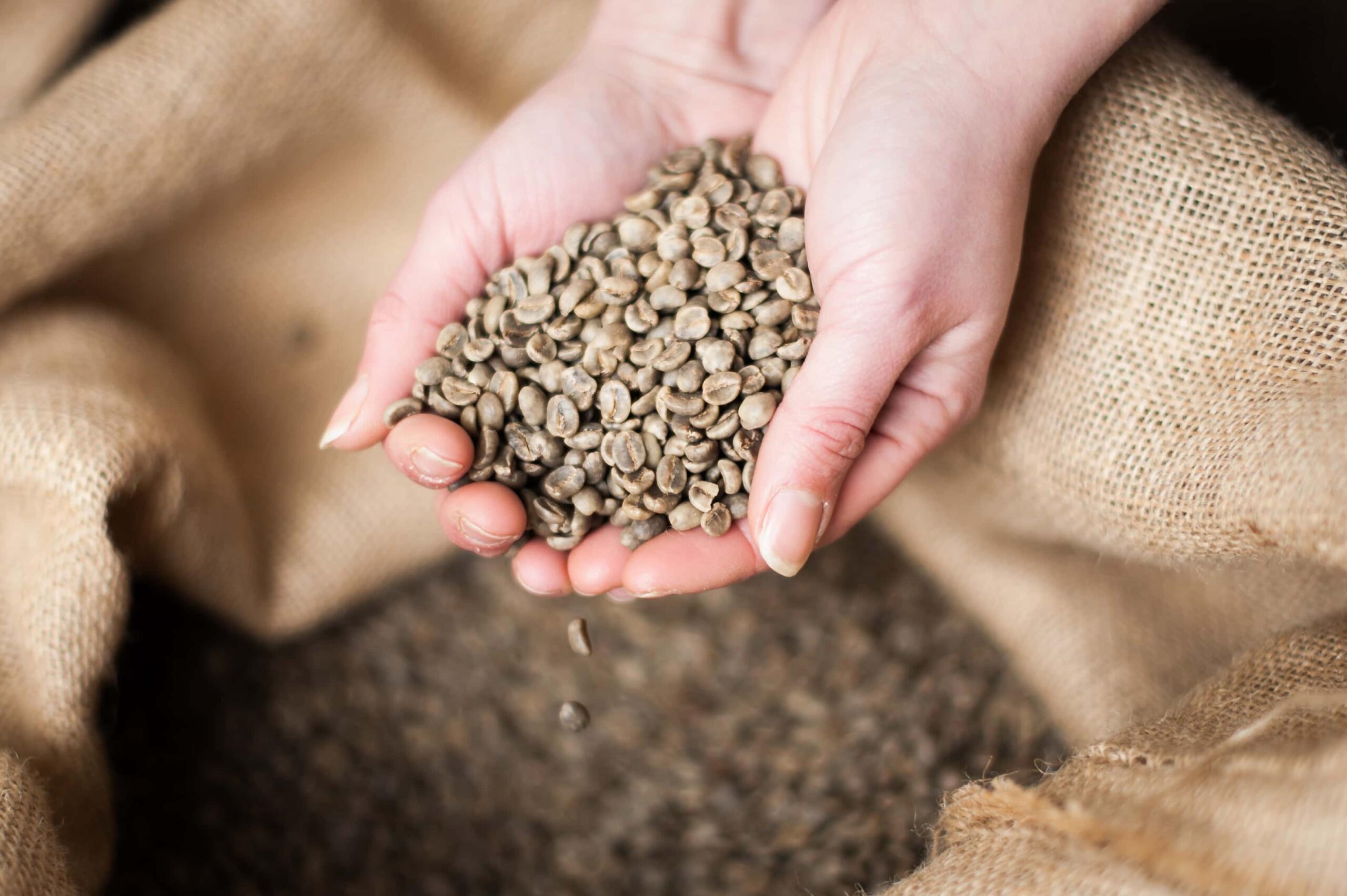 Green Arabica coffee