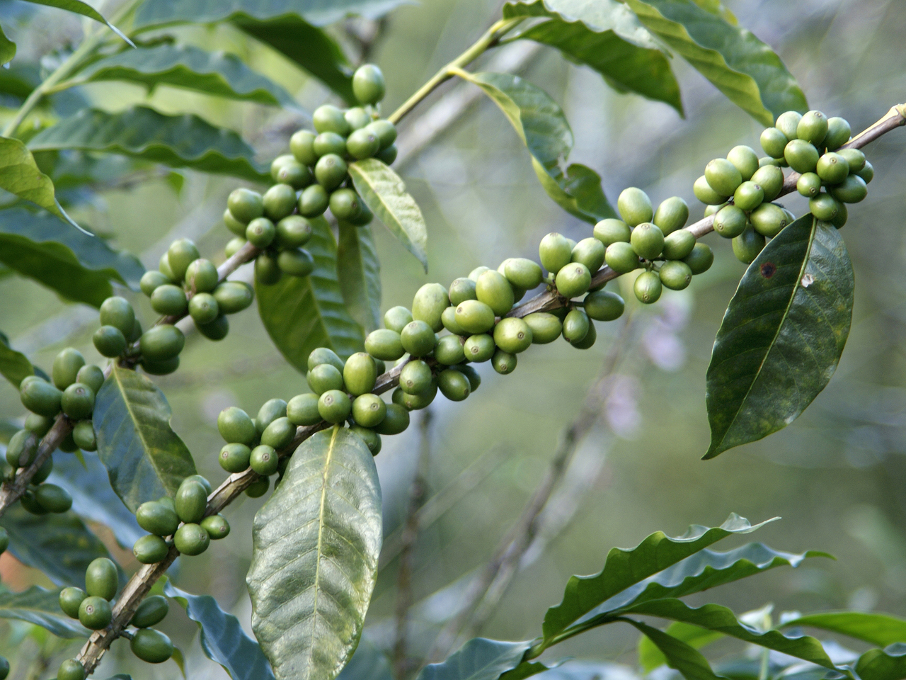 Green coffee
