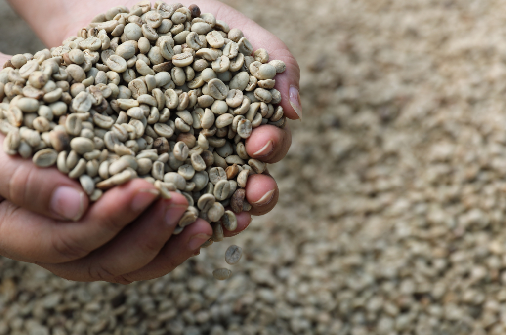 Arabica green coffee