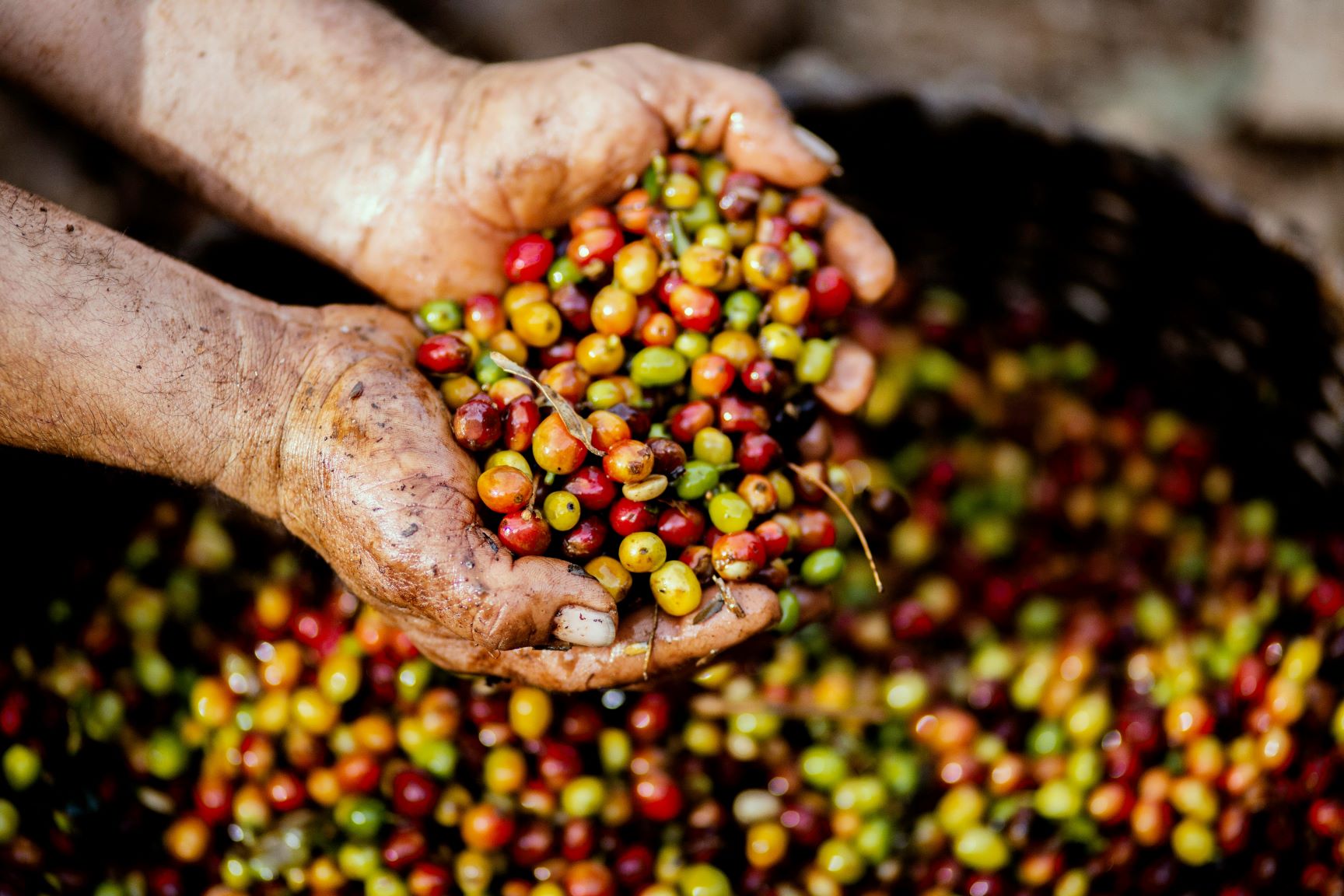 Sourcing Papua New Guinea Arabica green coffee