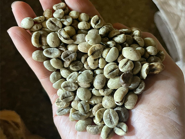 Madagascar Robusta Green Coffee Grade 1