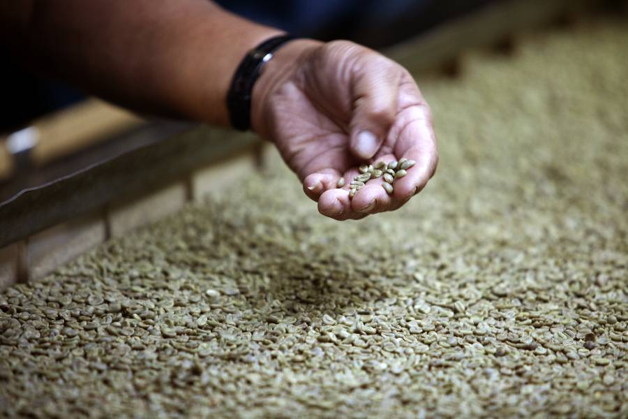 Green coffee bean