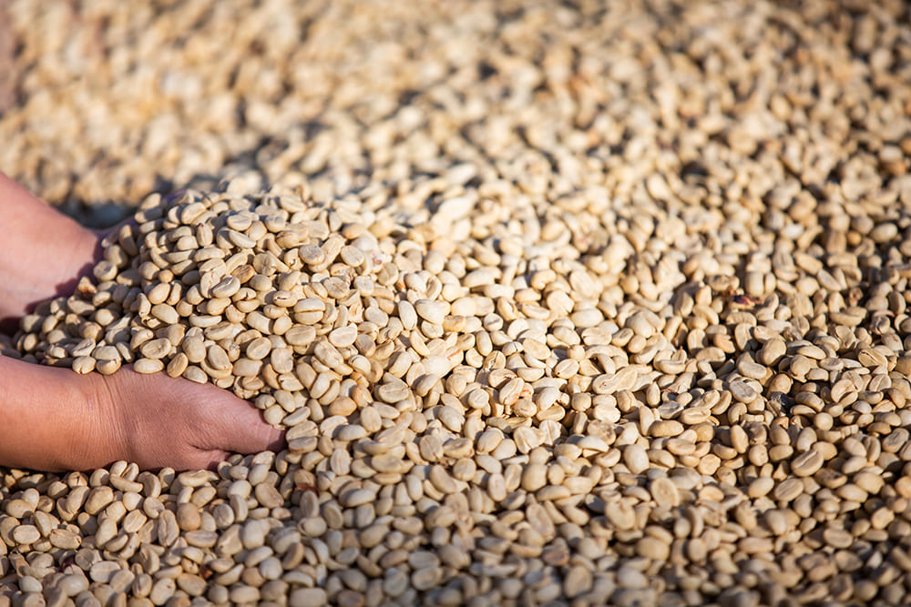 Wholesale supply of imported green coffee at Khorramshahr Port