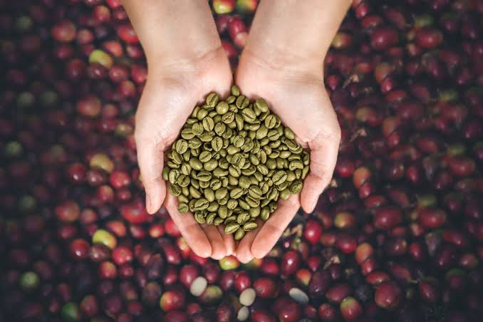 Wholesale Purchase of Green Coffee Beans in the Kish Free Zone for Coffee Suppliers