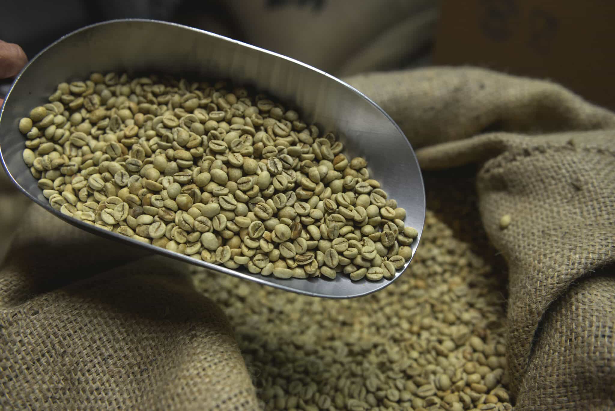 Green coffee bean