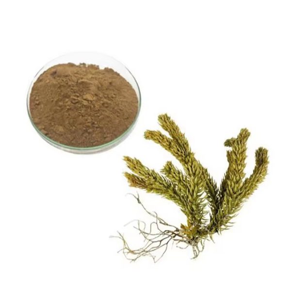 Экстракт растения Хуперзия серрата