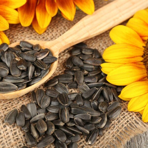 Импорт подсолнечных семян
