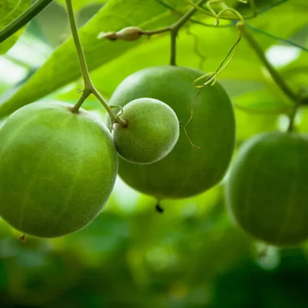 Монк фрут (Monk Fruit) – Поставщик натуральных подсластителей