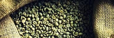 Оптовые поставки зелёного кофе Кения