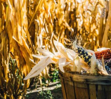 Поставщик пивных дрожжей