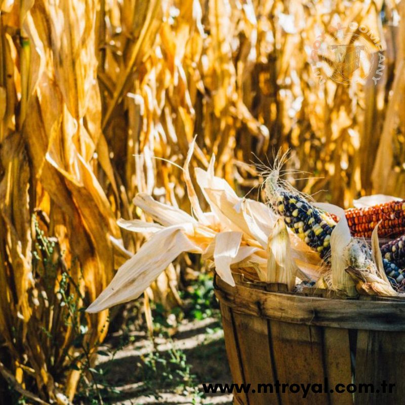 Поставщик пивных дрожжей